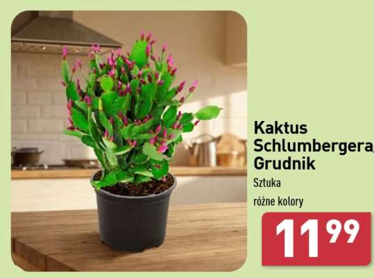 Kaktus Schlumbergera Grudnik