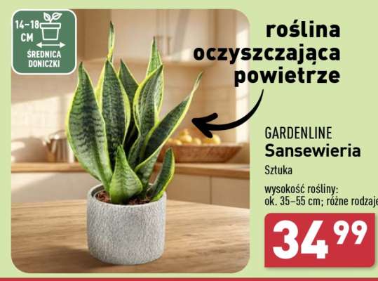 GARDENLINE Sansewieria