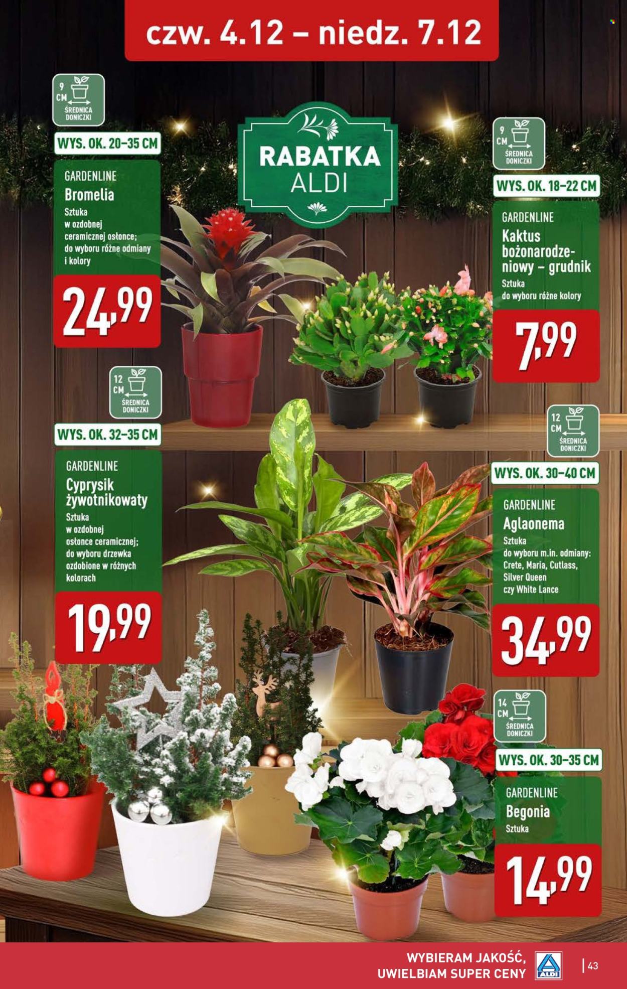 Gazetka ALDI - 1.12.2025 - 7.12.2025. Strona 43