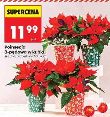 Poinsecja 3-pędowa w kubku