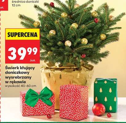 Świerk kłujący doniczkowy wysrebrzany w rękawie