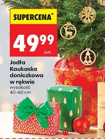 Jodła Kaukaska doniczkowa w rękawie