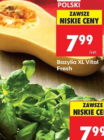 Bazylia XL Vital Fresh