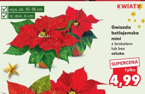 Gwiazda betlejemska mini