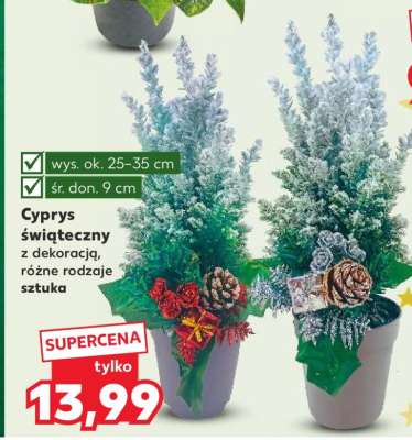 Cyprys świąteczny