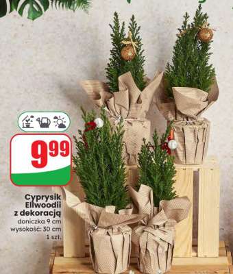 Cyprysik Ellwoodii z dekoracją