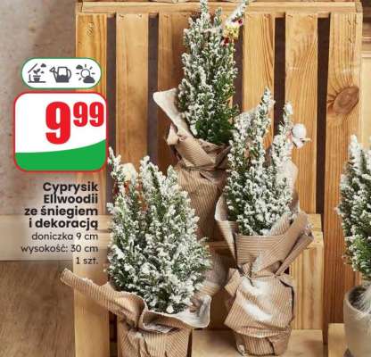 Cyprysik Ellwoodii ze śniegiem i dekoracją