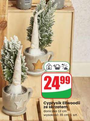 Cyprysik Ellwoodii ze skrzatem