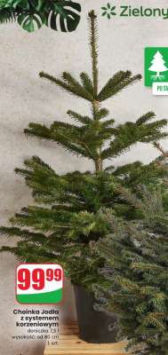 Choinka Jodła z systemem korzeniowym