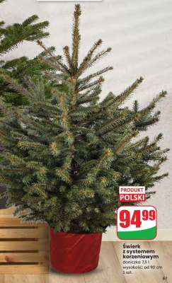 Świerk z systemem korzeniowym