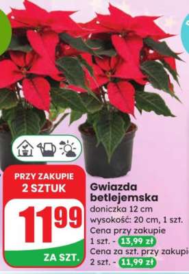 Gwiazda betlejemska