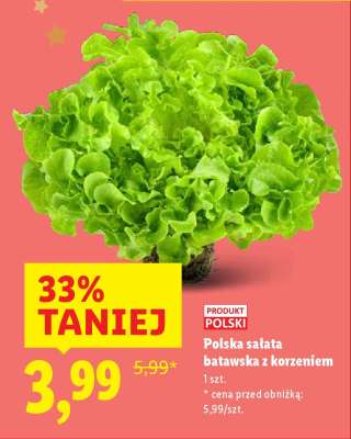 Polska sałata batavska z korzeniem