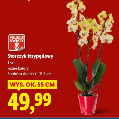 Storczyk trzypędowy