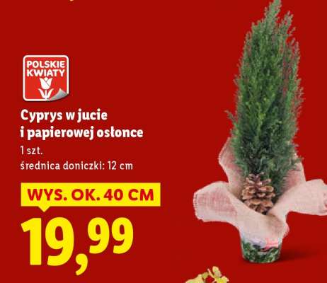 Cyprys w jucie i papierowej osłonce