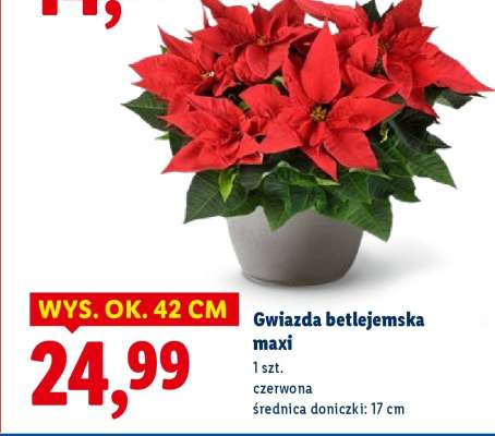 Gwiazda betlejemska maxi