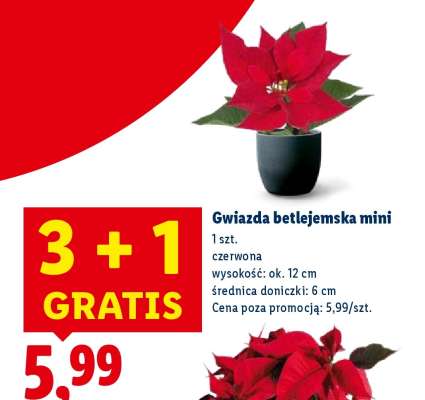 Gwiazda betlejemska mini