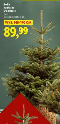 Jodła kaukaska w doniczce