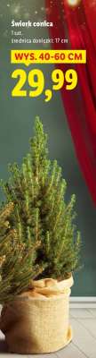 Świerk Conica