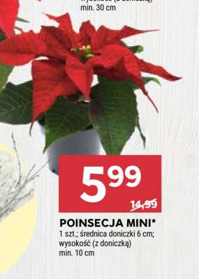 POINSECJA MINI