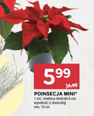 POINSECJA MINI