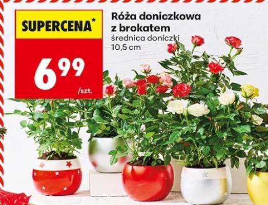 Róża doniczkowa z brokatem