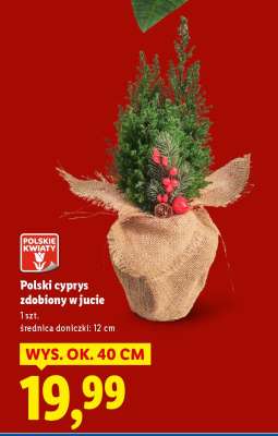 Polski cyprys zdobiony w jucie