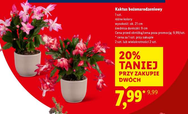 Kaktus bożonarodzeniowy