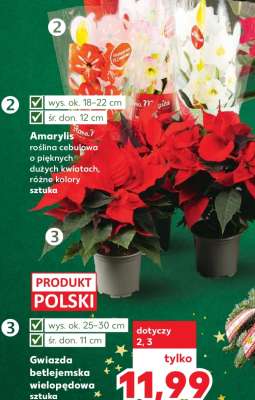 Gwiazda betlejemska wielopędowa sztuka