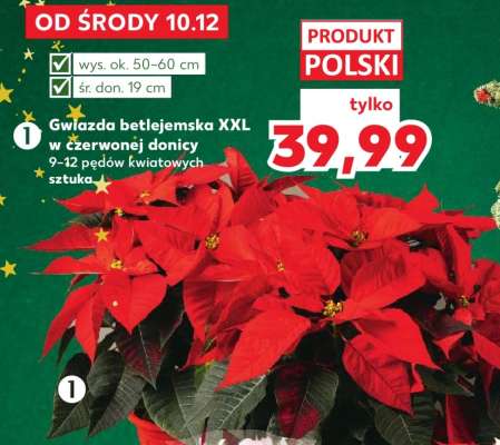 Gwiazda betlejemska XXL w czerwonej donicy