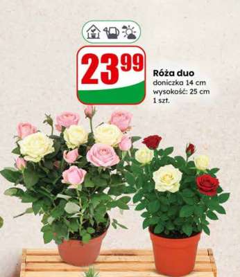 Róża duo