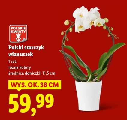 Polski storczyk wianuszek