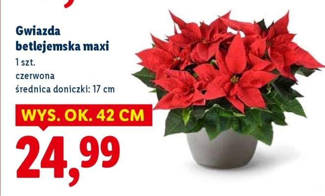 Gwiazda betlejemska maxi