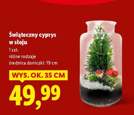 Świąteczny cyprys w słoju