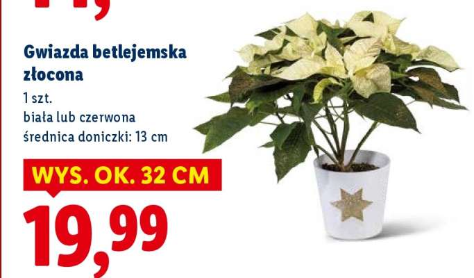 Gwiazda Betlejemska złocona