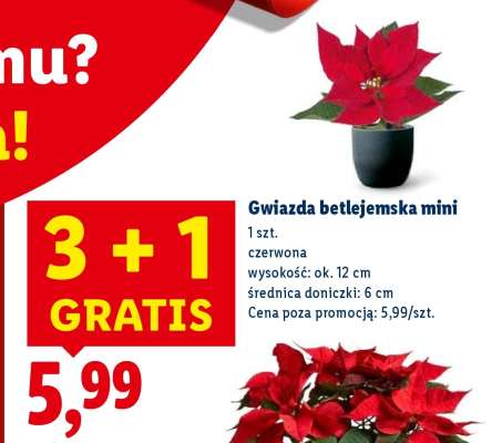 Gwiazda betlejemska mini