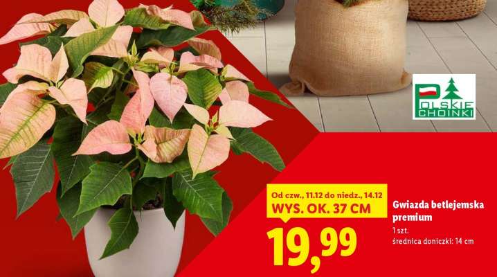 Gwiazda betlejemska premium