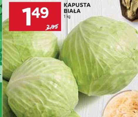 Kapusta biała