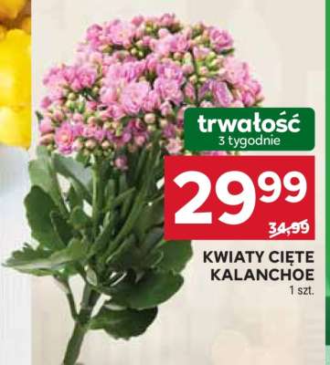 KWIATY CIĘTE KALANCHOE