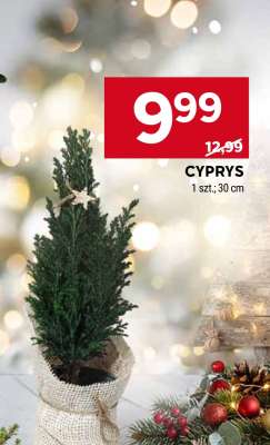 Cyprys