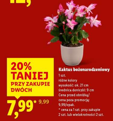 Kaktus bożonarodzeniowy