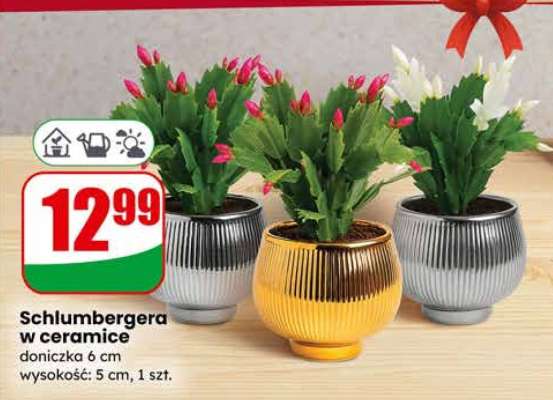 Schlumbergera w ceramice