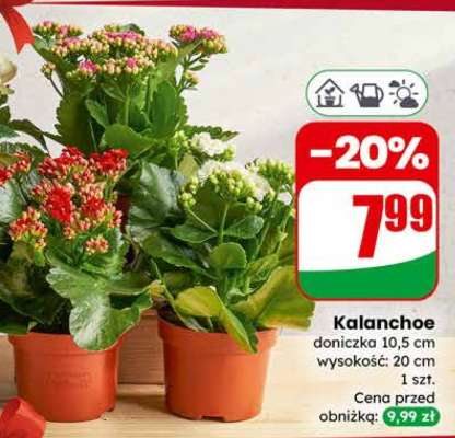 Kalanchoe*