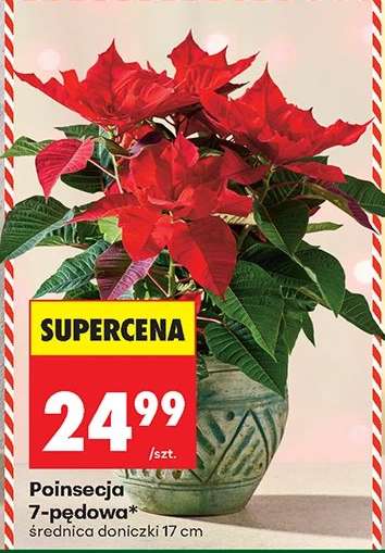 Poinsecja 7-pędowa