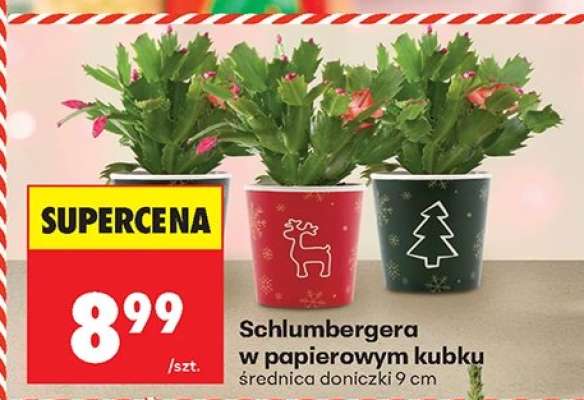 Schlumbergera w papierowym kubku