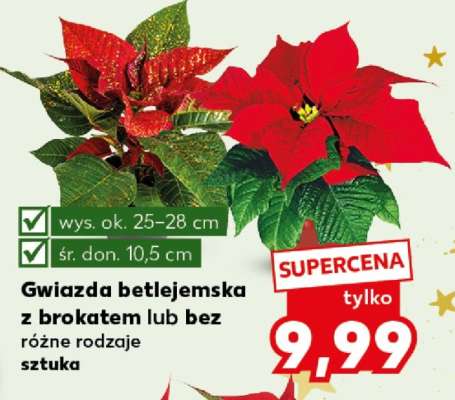 Gwiazda betlejemska z brokatem lub bez