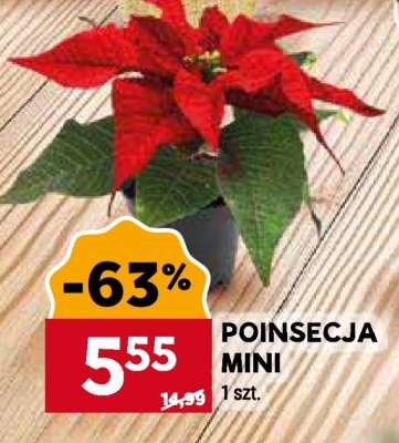 POINSECJA MINI