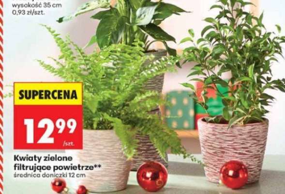 Kwiaty zielone filtrujące powietrze