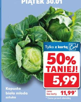 Kapusta biała młoda sztuka