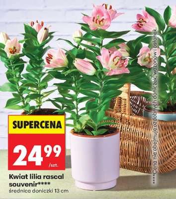 Kwiat lilia rascal souvenir