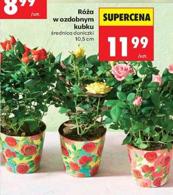 Róża w ozdobnym kubku